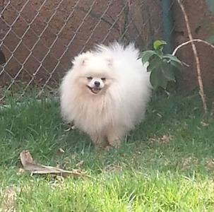 Hachiko Bosniac Poms ("Hachi")